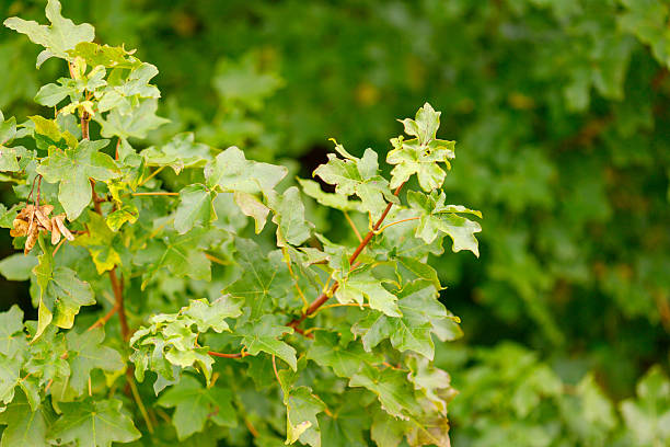 A close-up shot of a branch with green maple leaves and some dried seed pods, set against a blurred green background of foliage.