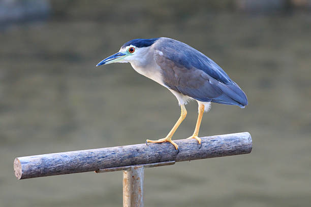 Hong Kong Wildlife