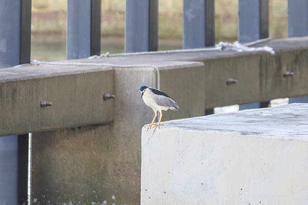 Hong Kong Wildlife