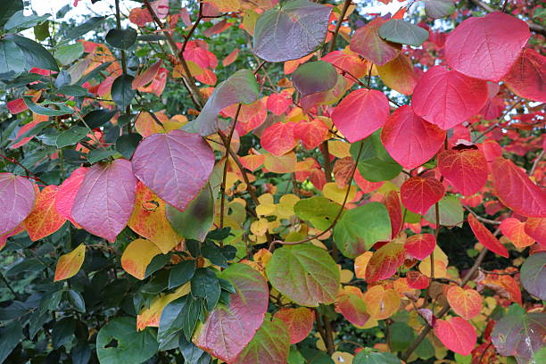istock Richly Colored Autumn Leaves in Focus 2240427296