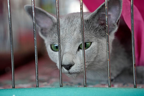 istock Cute cat close up portrait inside the cage 2240429469