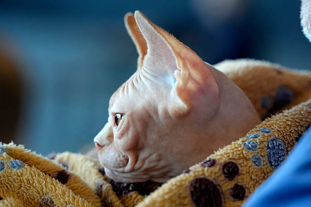 istock Sphinx Cute cat close up portrait 2240429477