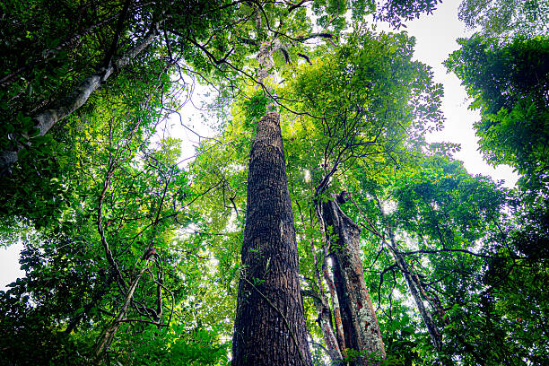 istock tropical rainforest with big trees 2240431660