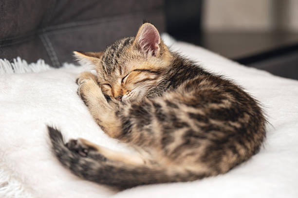 istock A small brown tabby kitten sleeps peacefully on a soft white pillow 2240432598
