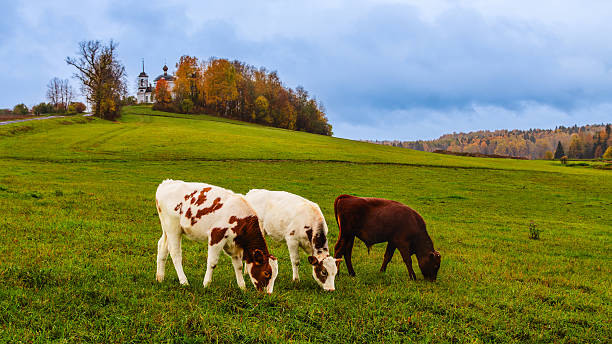 istock Cows graze peacefully in a green pasture during a tranquil autumn day 2240432627