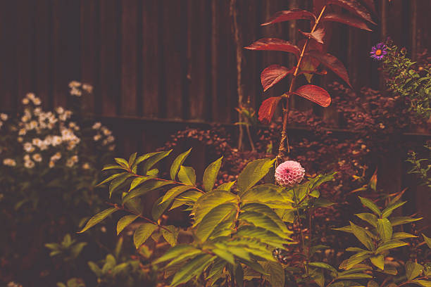 Autumn Flowers