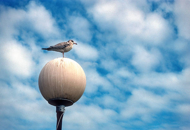 Duluth - Gull on North Pier Light - 1988. Scanned from Kodachrome 64 slide.