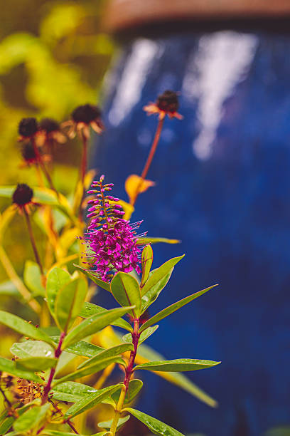 Autumn Flowers