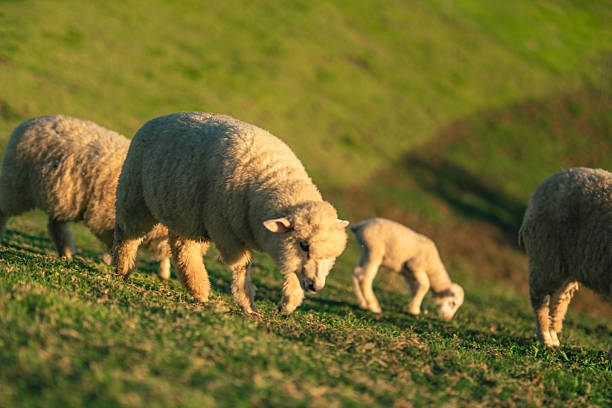 istock Sheep and Lambs in Scenic Field 2240434075