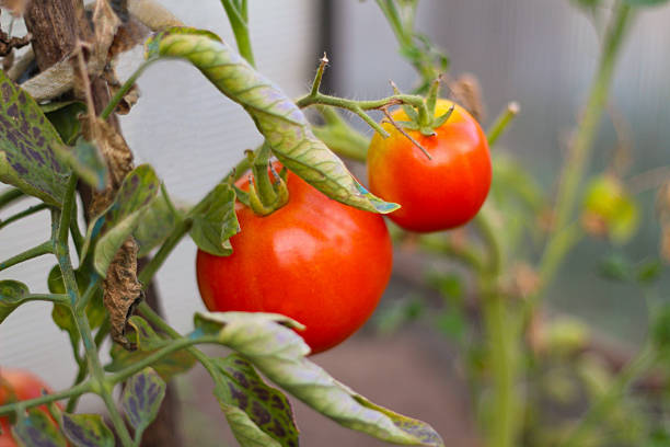 Tomatoes ripen on a branch
