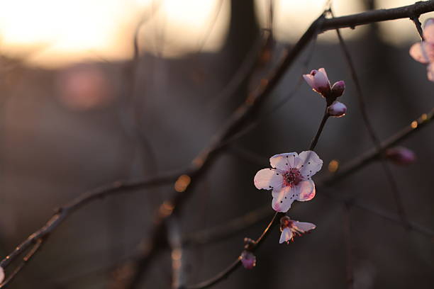 peach flowers in spring at sunset
