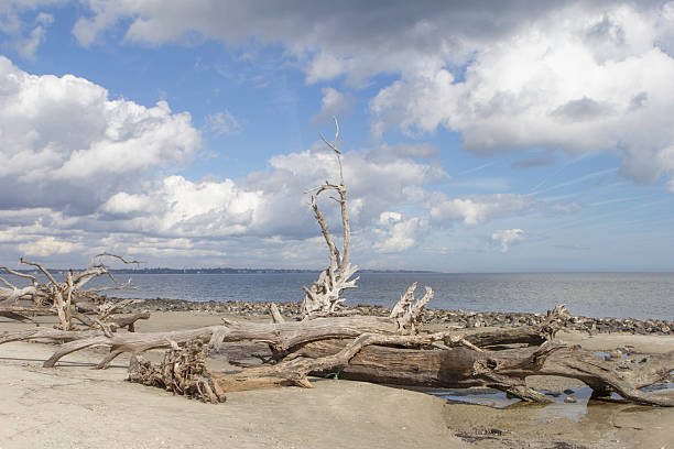 Golden sunlight bathes the sandy beach and fluffy summer clouds of Jekyll Island, Georgia, creating a serene coastal scene.