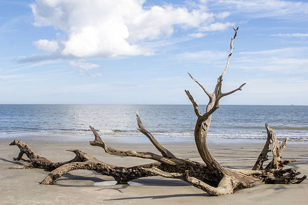 Pristine sunlight illuminates the sandy shoreline and towering clouds along Jekyll Island’s beach, capturing the essence of a Georgia summer day.