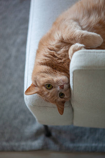 istock A fluffy orange cat lounges on a light sofa, playfully hanging upside down. Sunlight gently fills the room, creating a warm atmosphere 2240439089