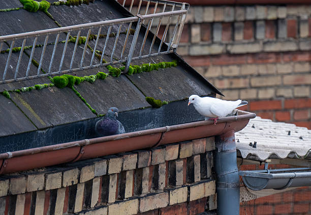 Two city pigeons sitting in a gutter