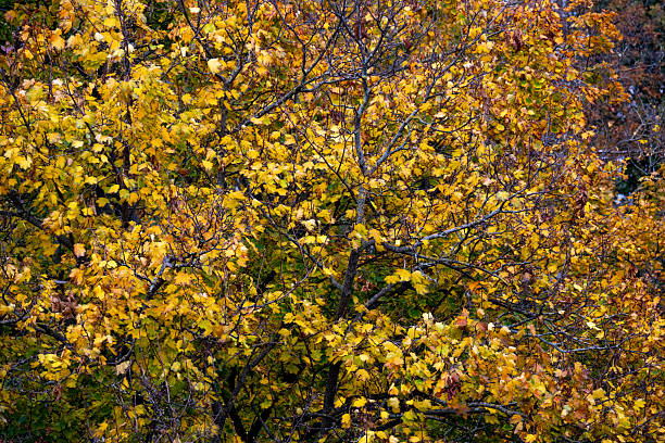 Close-up of autumn-colored deciduous trees