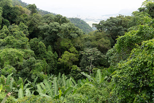 Horizontal Shot of a tropical rainforest in Singapore. 