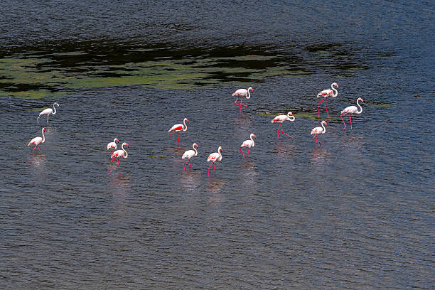 A group of greater flamingos (Phoenicopterus roseus) feeds in the shallow waters of Lake Bafa, their long necks bent gracefully toward the surface. Gentle ripples surround them as they sift through the water for small crustaceans and algae. The calm lake and soft reflections highlight the peaceful rhythm of feeding in their natural habitat.