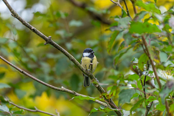 istock A small bird rests on a branch surrounded by green leaves and soft background tones. 2240449275
