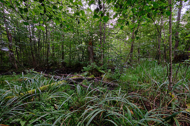 istock Late summer rich deciduous alder carr stand with Sweet Flag in foreground 2240453302