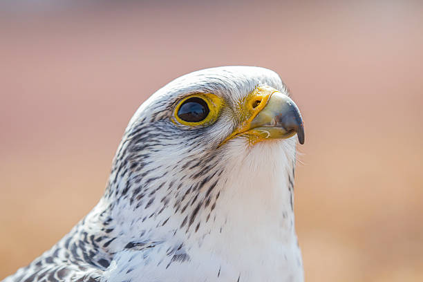 Gyr/Peregrine hybrid at a falconry