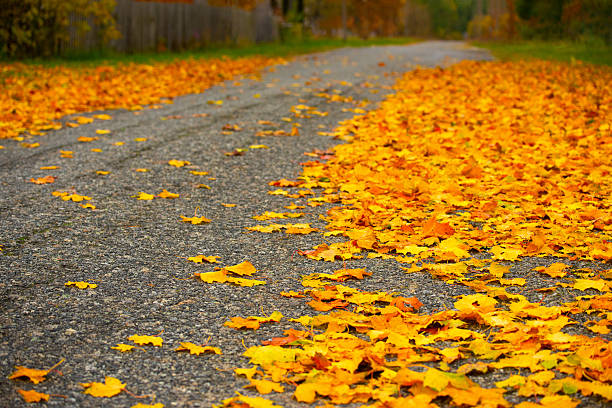 A paved country road covered with yellow autumn leaves on both sides. Low angle view creating a warm, peaceful countryside mood.