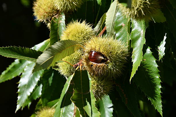 istock Chestnuts in their husks hanging from chestnut tree branches are about to fall just before harvest in autumn. Chestnut forest in the Tuscan mountains. Italy. 2240465603