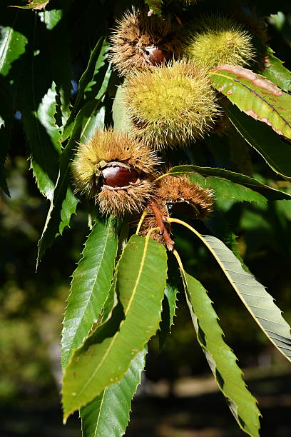 istock Chestnuts in their husks hanging from chestnut tree branches are about to fall just before harvest in autumn. Chestnut forest in the Tuscan mountains. Italy. 2240465606