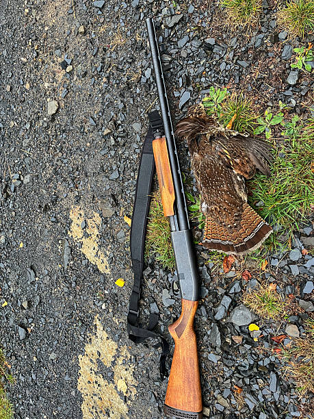 istock Hunting rifle and dead ruffed grouse 2240466048