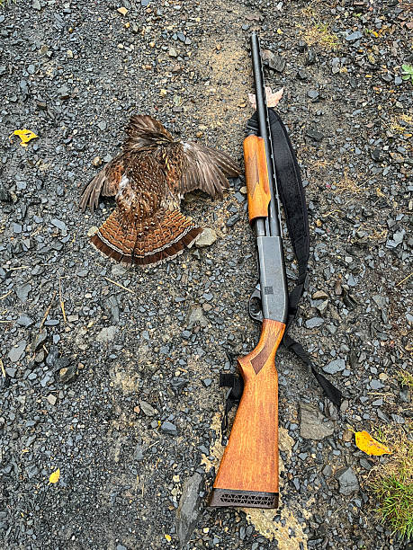 istock Hunting rifle and dead ruffed grouse 2240466068