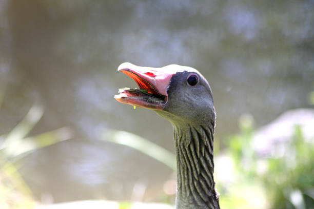 A greylag goose with an attitude
