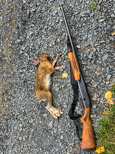 istock Hunting rifle and dead hare 2240466217
