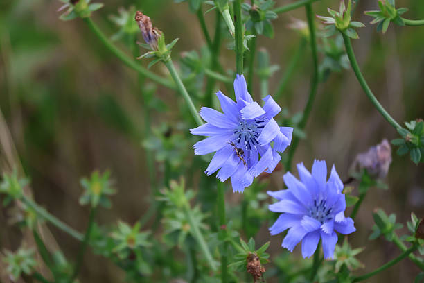 istock Two blue chicory flowers 2240467073