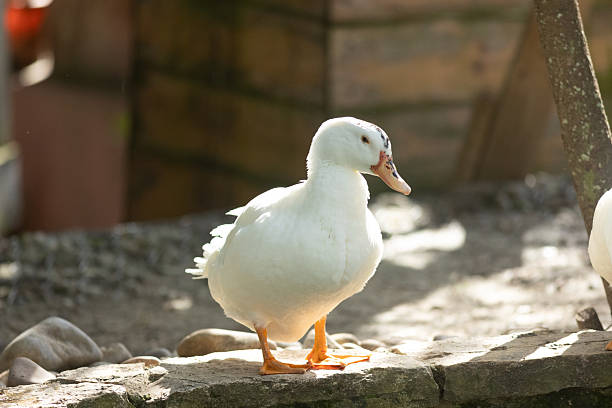 istock White duck standing outdoors enjoying warm sunlight 2240467432