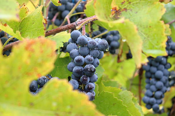 istock Blue grapes in a vineyard 2240467460