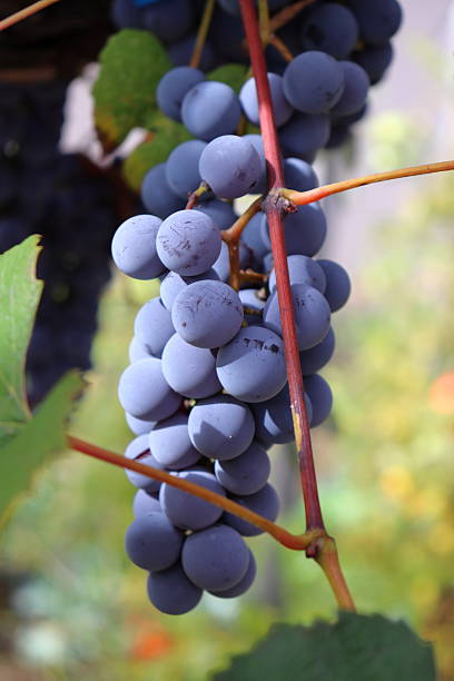 istock Organic blue grape hanging on vine 2240467522