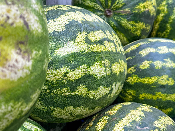 istock Fresh Watermelons in a Market Display 2240468895