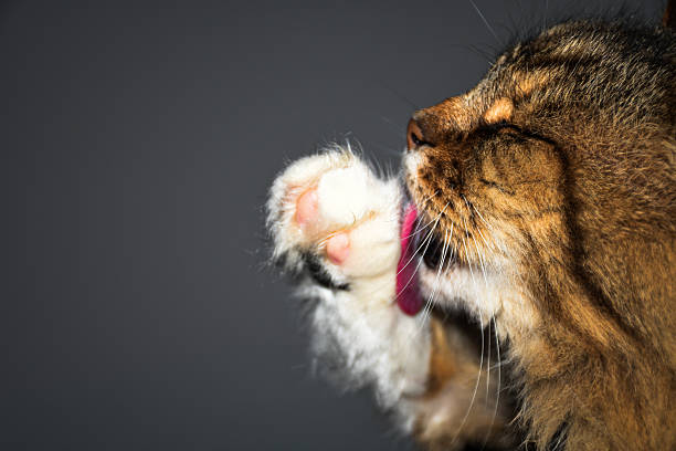 Cute Asian Cat
