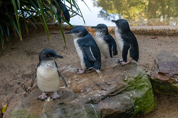 istock A small group of Little Blue Penguins (Eudyptula minor) 2240472922