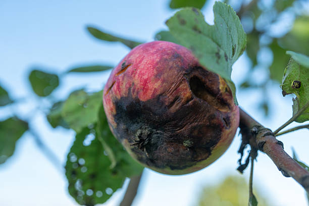 Close-up of rotten apple with dark spots on tree branch.