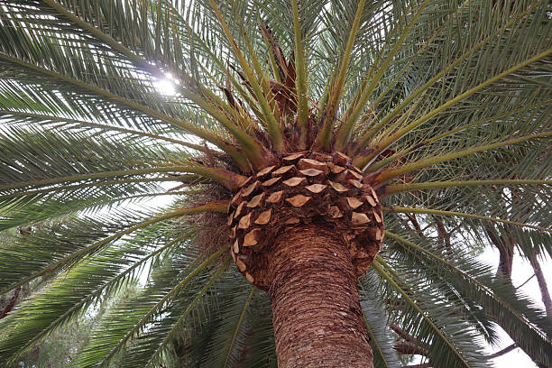 istock Close-up of palm tree against sky 2240474651
