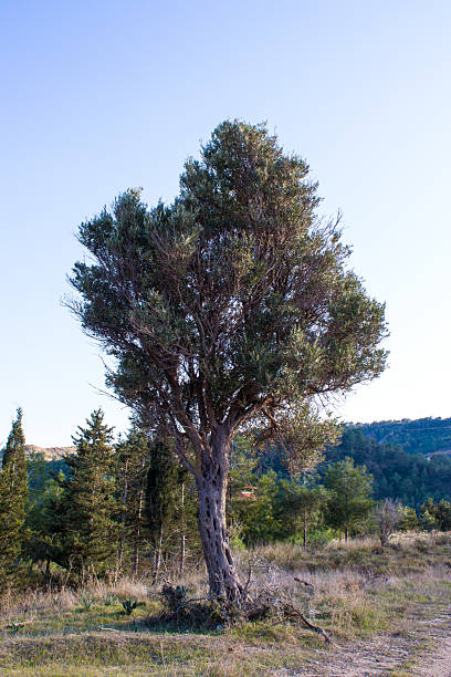 Olive gardens of Lun are located in the north of the Pag island. There is 400 ha of olive groves around Lun with over 80 000 trees. It is one of the oldest olive gardens in the world with millennial olive trees. Oldest trees in Olive gardens of Lun are 2000 and 1600 years old.