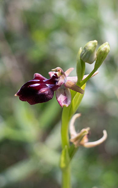 istock Fragile wild orchid blooms in Cyprus 2240474900