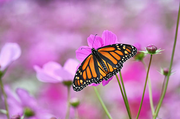 Monarch butterfly on a pink cosmos flower