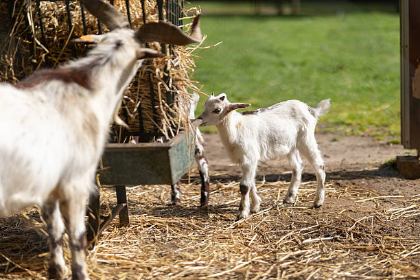 istock White goat kid eating hay from feeder 2240475705
