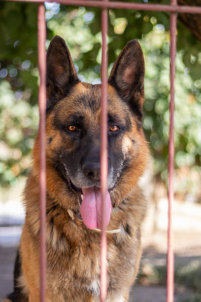 istock A German shepherd in the yard of a private house. 2240476906