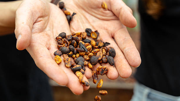 istock Hands holding freshly roasted coffee beans outdoors 2240476915