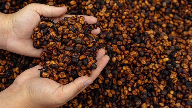 istock Hands holding harvest of dried natural process coffee beans 2240477102