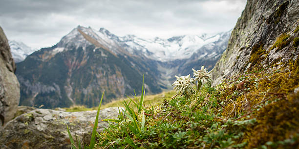 istock Panorama of an edelweiss, a protected alpine flower 2240477244