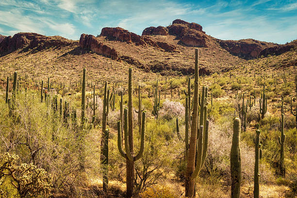 istock Saguaro in the Desert 2240477868
